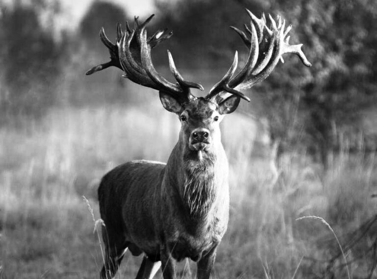 In the Vyshhorod district, in the Na Rohah Ecopark, a red deer Rooney was killed, which this year could have become the best red deer in Europe in terms of trophy qualities.